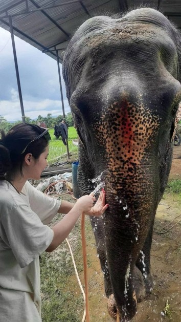 Ethical Elephant Volunteer Program in Nepal
